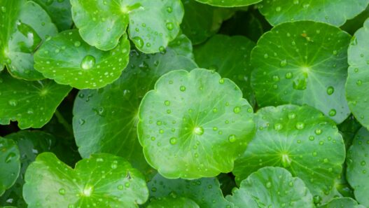 Centella-Asiatica