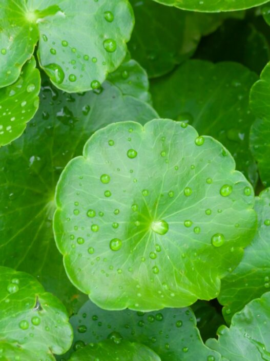 Centella-Asiatica