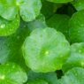 Centella-Asiatica
